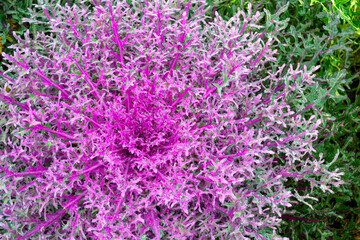 Close-up of blooming purple - pink decorative cabbage. Wep Acephala or brassica oleracea decorative. Macro, top view. Rain drops.