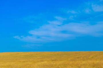 Harvest: ripe wheat grows in the field. Golden grain and blue sky.