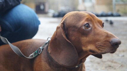 Dachshund