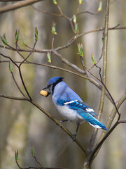 Blue jay
