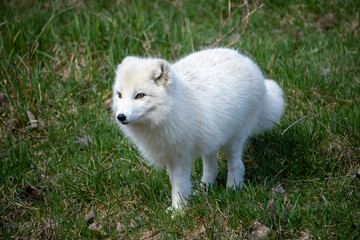 Arctic fox
