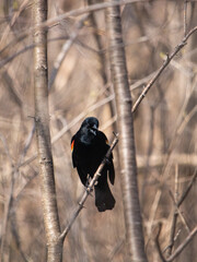 Red-winged black bird