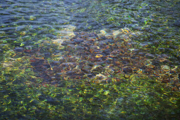 Seaweeds under the water at Saint Naum area in Lake Ohrid, Macedonia.