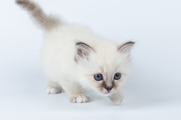 Sacred Birman kitten on a light background, birma