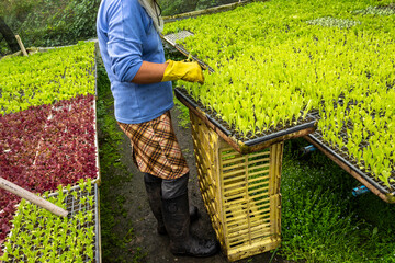 farmer taking care of a greenhouse with lettuce seedlings of various types to be replanted in the field on a place in the city of Biritiba Mirim