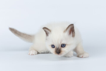 Sacred Birman kitten on a light background, birma