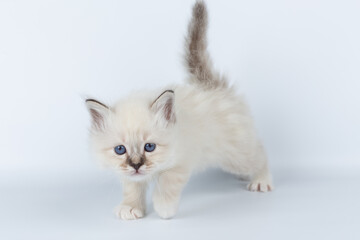 Sacred Birman kitten on a light background, birma