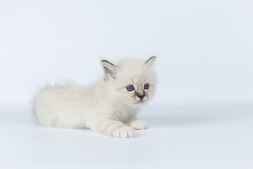 Sacred Birman kitten on a light background, birma