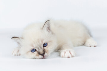 Sacred Birman kitten on a light background, birma