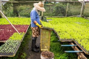 Biritiba-Mirim, Sao Paulo, Brazil, March 13, 2013  farmer taking care of a greenhouse with lettuce...