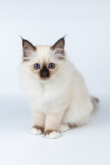 Sacred Birman kitten on a light background, birma