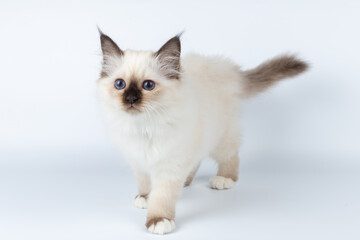 Sacred Birman kitten on a light background, birma