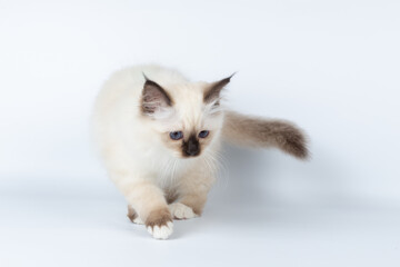 Sacred Birman kitten on a light background, birma