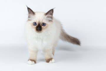 Sacred Birman kitten on a light background, birma