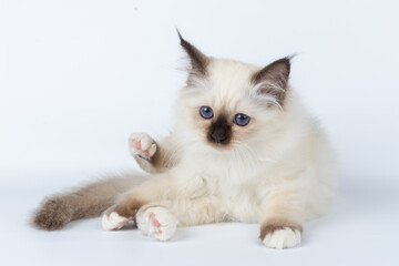 Sacred Birman kitten on a light background, birma