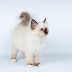 Obraz premium Sacred Birman kitten on a light background, birma