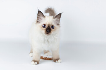 Sacred Birman kitten on a light background, birma