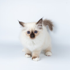 Sacred Birman kitten on a light background, birma