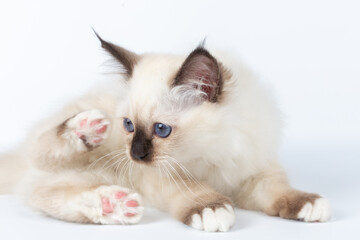 Obraz premium Sacred Birman kitten on a light background, birma