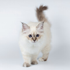 Sacred Birman kitten on a light background, birma