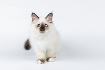 Sacred Birman kitten on a light background, birma