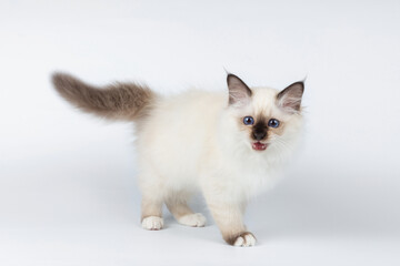 Sacred Birman kitten on a light background, birma