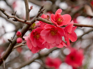 Blooms of Blush: Embracing the Ephemeral Beauty of Pink Blossoms