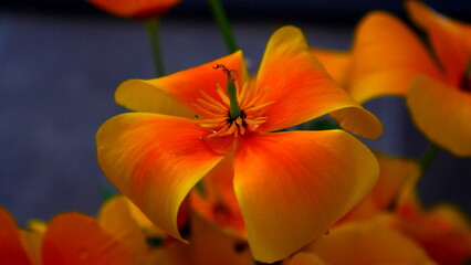 Fototapeta premium Nature's Palette: Blooms of Orange and Blue in Harmonious Contrast
