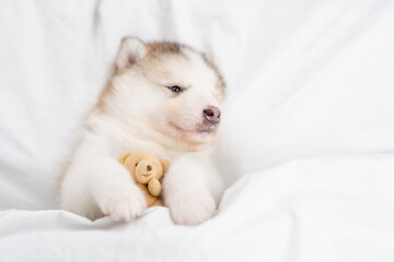 Funny Alaskan malamute puppy hugs toy bear and lies on it back under white blanket at home. Top...