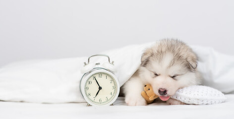 Alaskan malamute puppy hugs toy bear and sleeps with alarm clock under white warm blanket on a bed at home