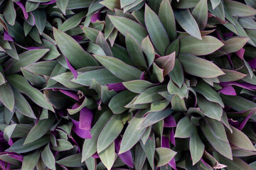 Top view of Tradescantia spathacea Swartz, Boat-lily or Oyster Lily in the garden is a Thai herb.