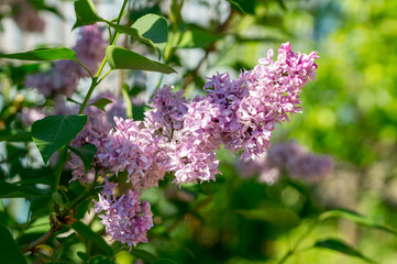 Fototapeta premium A flowering bush of lilac terry syringa on a sunny spring day