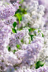 A blooming lilac syringa bush on a sunny spring day