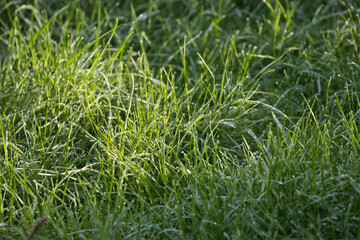 long green grass in gold sunlight needs mowed