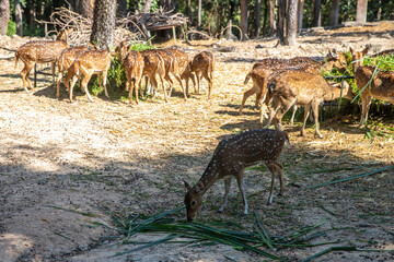 Spotted Deer in the zoo, group  Star deer family enjoys eating on green grass together in the zoo.