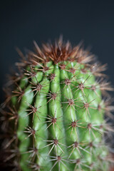 Cactus close up background Stenocereus thurberi family cactaceae modern botanical high quality big size print