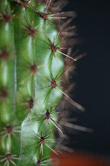 Cactus close up background Stenocereus thurberi family cactaceae modern botanical high quality big size print