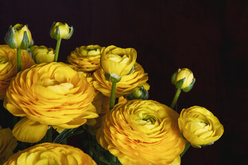 Beautiful ranunculus flowers against a dark background; Bouquet of yellow buttercup flowers