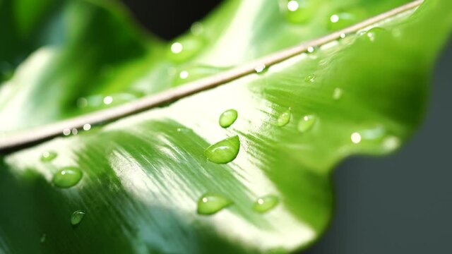 After the rain, nature will be fresh. A lot of water droplets on a large leaf Along with the soft morning light, the Asplenium nidus shines bright green.