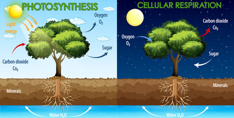Diagram showing process of photosynthesis and cellular respiration - obrazy, fototapety, plakaty