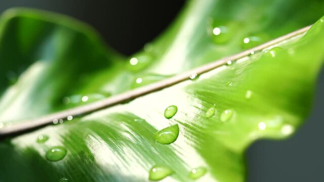 After the rain, nature is refreshed. Plenty of rain droplets settled on the large leaves, with a second soft sun descending upon Asplenium nidus, sparkling bright green.