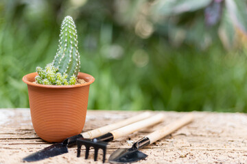 Cactus in pots, shovels and beautiful stones placed on the ground beside a wooden background blurred.