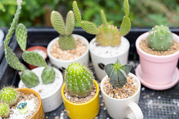 Include the cactus in the pot.