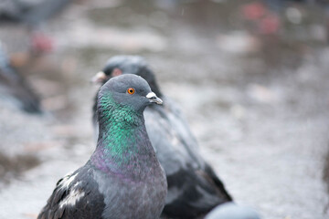 portrait of a bird in the park