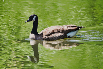 A Canadian goose swimming in a pond with reflections on the water.