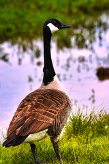 A Canadian goose standing by a pond with reflections in the water.
