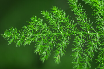 Close-up of Christmas pine fir tree branches background. Background of Christmas tree branches.