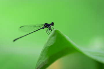 Dragonfly macro view. Dragonfly on green leaves
