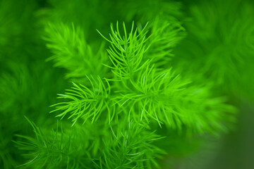 Close-up of Christmas pine fir tree branches background. Background of Christmas tree branches.