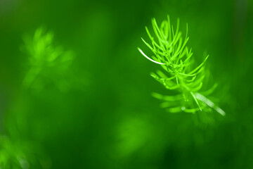 Close-up of Christmas pine fir tree branches background. Background of Christmas tree branches.